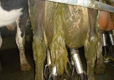 Cow cleanliness has a great effect on efficiency of teat preparation