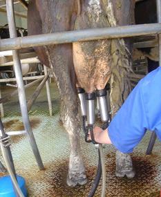 Excessive machine stripping is one of the most common causes of teat injury