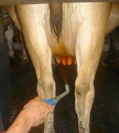 Teat spraying