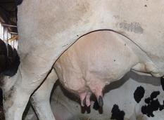 The dry period is essential for repair of the mammary gland