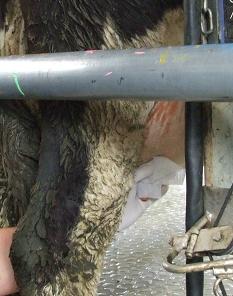 Clean the teat end with teat wipe