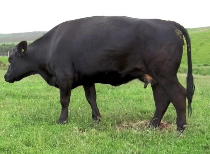 Summer mastitis
