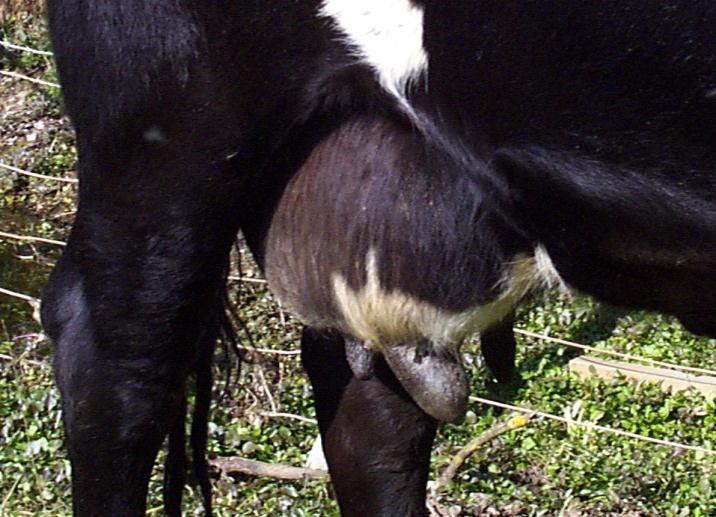 The affected quarter is swollen, hard, painful and hot, with a grossly enlarged teat