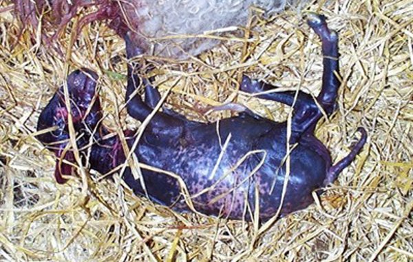 Enzootic Abortion In Ewes