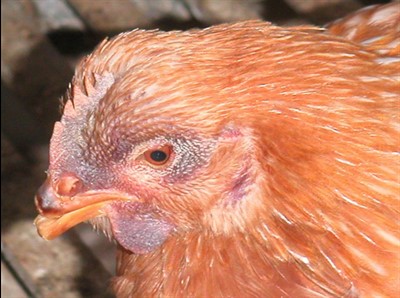 Fig 1 chicken head-cyanosis of comb and wattles