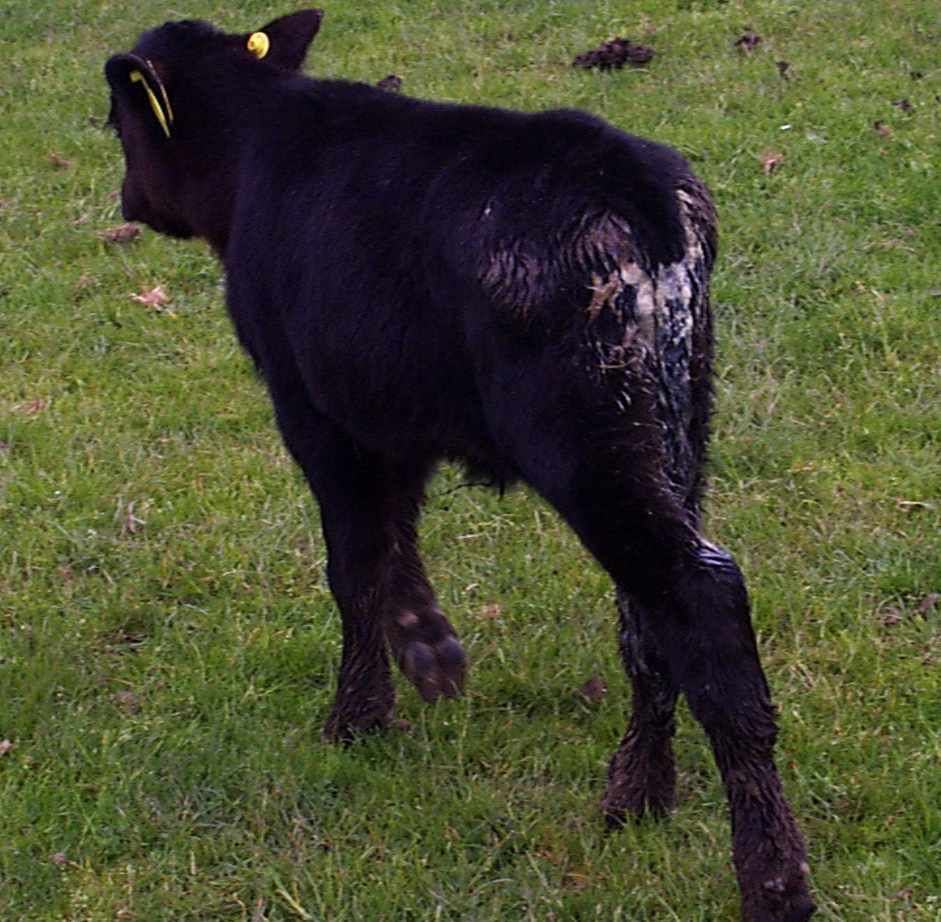 1 calf scour