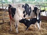 2 calving box