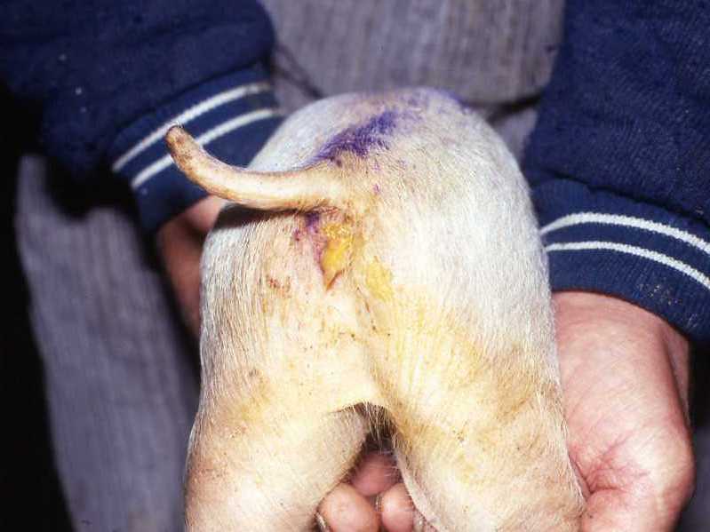 fig3