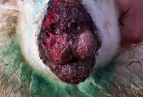 1 Contagious Pustular Dermatitis Orf lesions trauma lips gums