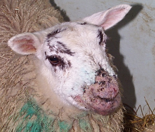 5 Contagious Pustular Dermatitis Orf scabs