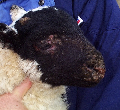 6 Contagious Pustular Dermatitis Orf facial lesions