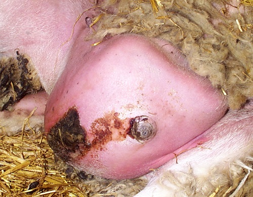 8 Contagious Pustular Dermatitis Orf Gangrenous mastitis following CPD lesion on ewes teat