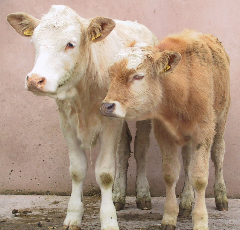1 Young Calf BVD