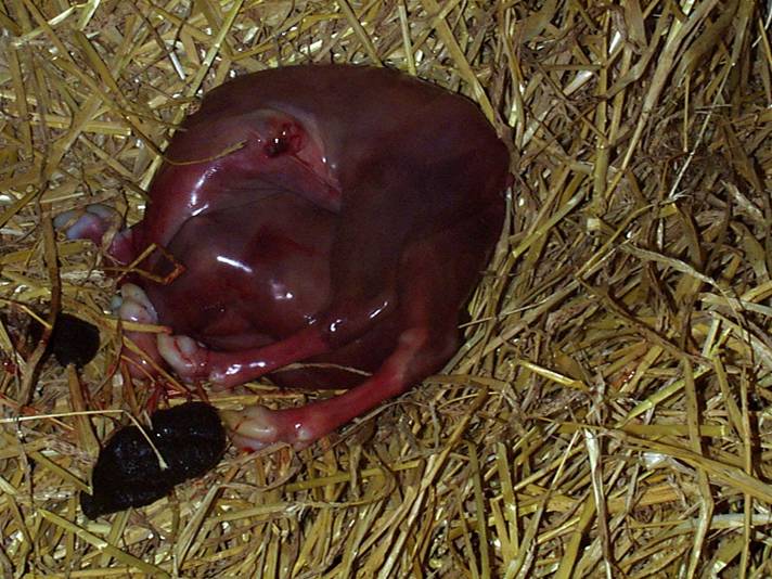 2 BVD foetal death abortion