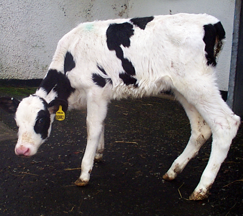 4 BVD birth defects