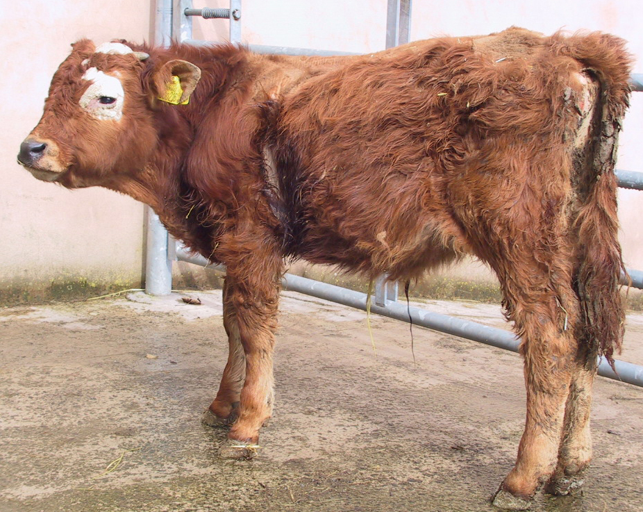 9 BVD calf