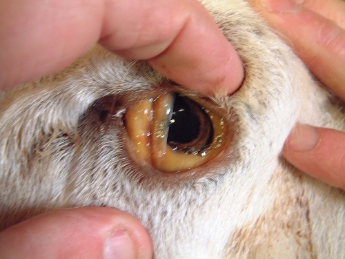 3 Copper poisoning sheep jaundice of the conjunctivae