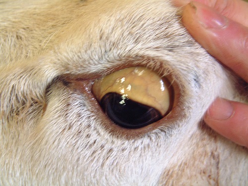 4 Copper poisoning sheep jaundice of the sclera