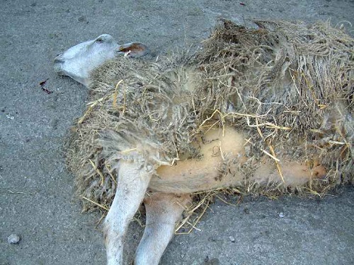 5 Copper poisoning sheep death yellow skin