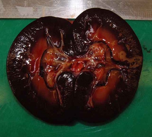 7 Copper poisoning sheep gun metal kidneys