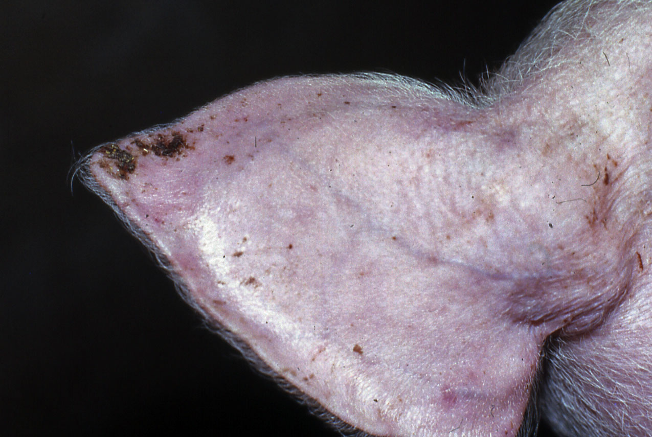 fig1