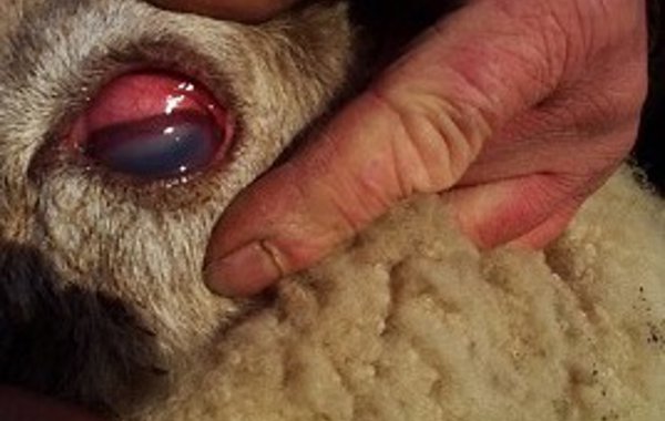 Pink Eye