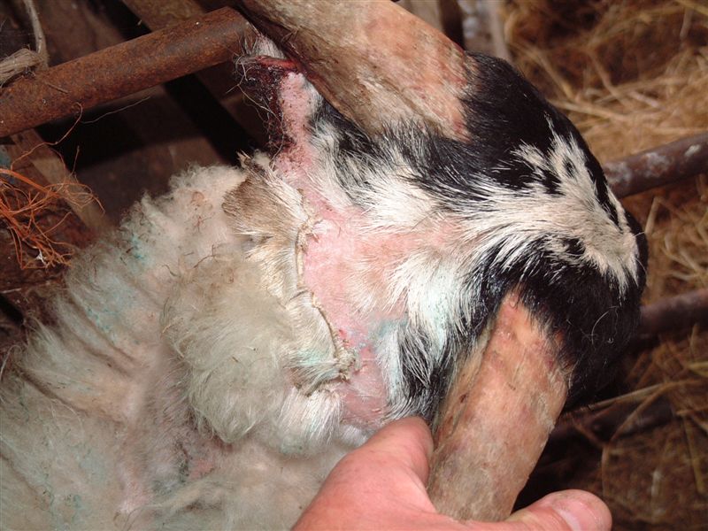 3 Feeding lambs rape and kale photosensitisation skin necrosis