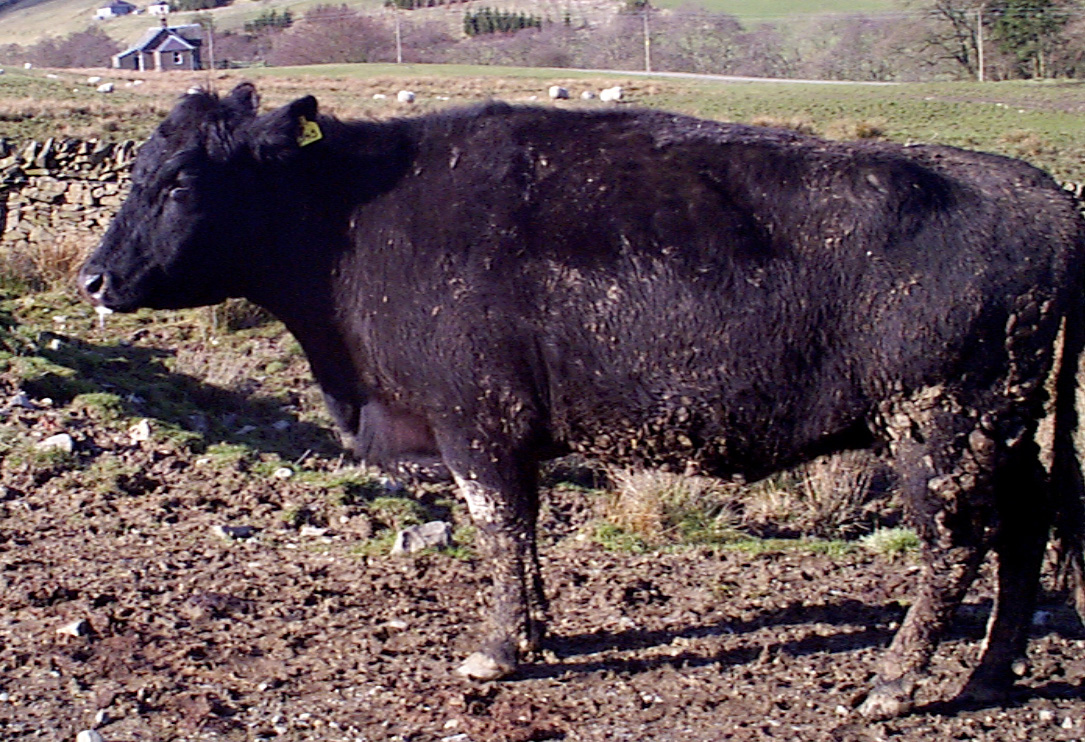 1 foot mouth disease fmd isolated fever depression