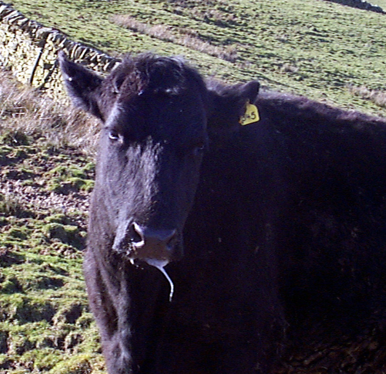 2 foot mouth disease fmd early signs salivation