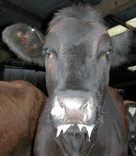 3 foot mouth disease fmd salivation vesicles