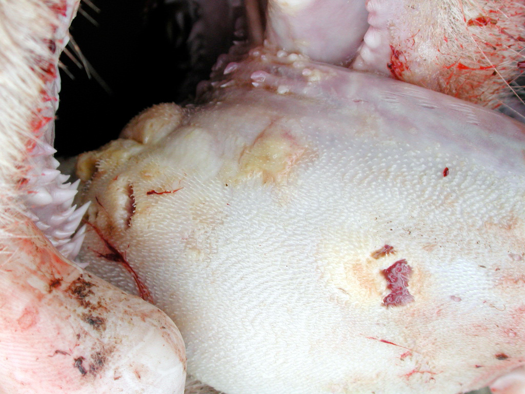4 foot mouth disease fmd vesicles tongue ulceration