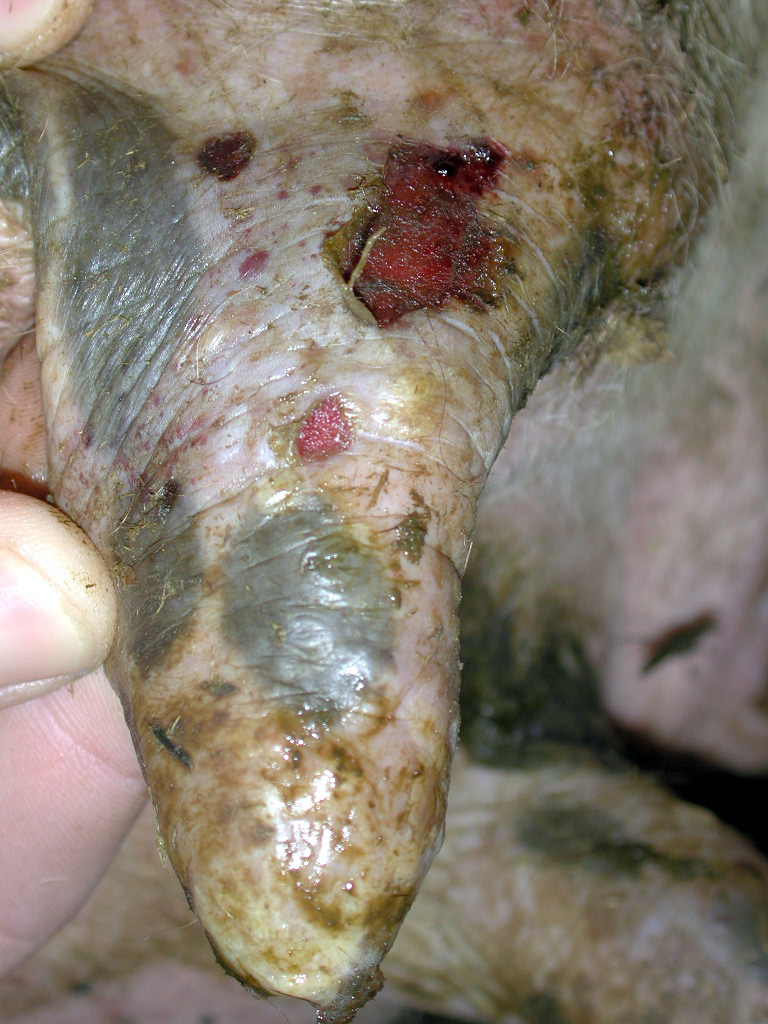 6 foot mouth disease fmd vesicles teat