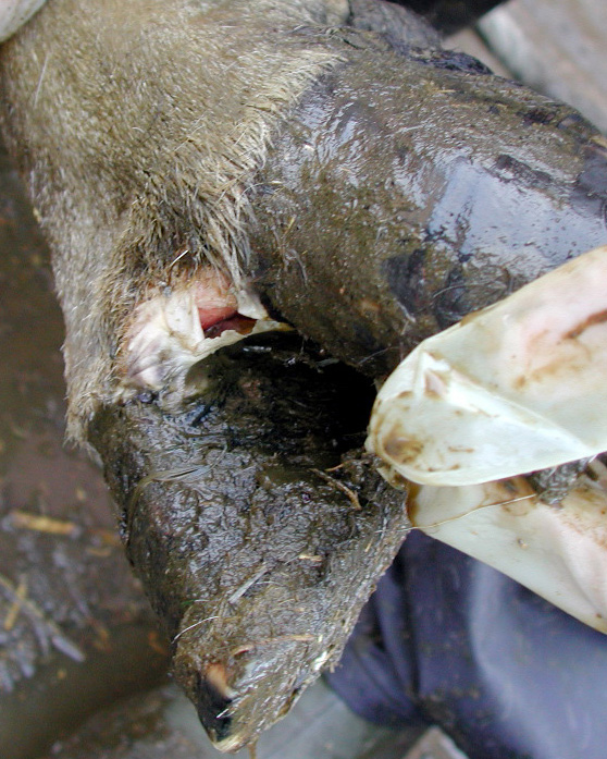 7 foot mouth disease fmd vesicle coronary band lesion lameness