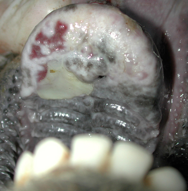 10 foot mouth disease fmd ulcers palate