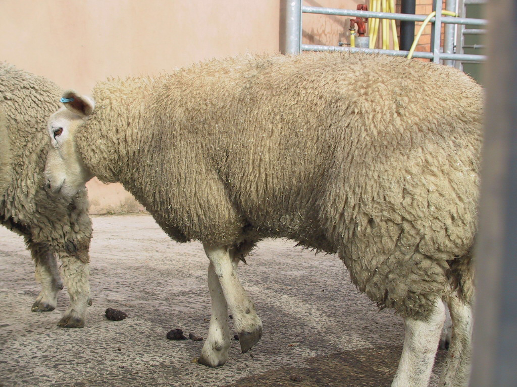 11 foot mouth disease fmd lameness