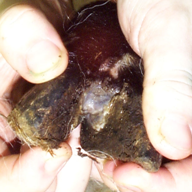 12 footrot lesions lameness