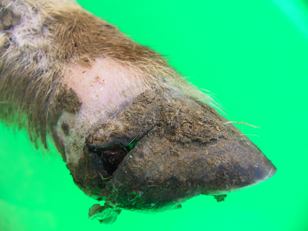13 contagious ovine digital dermatitis codd