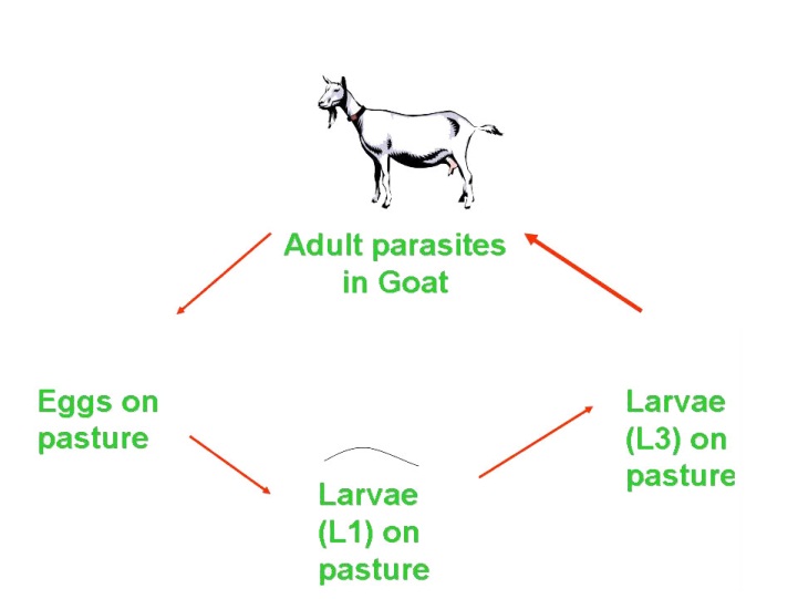 fig2a
