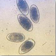 fig4