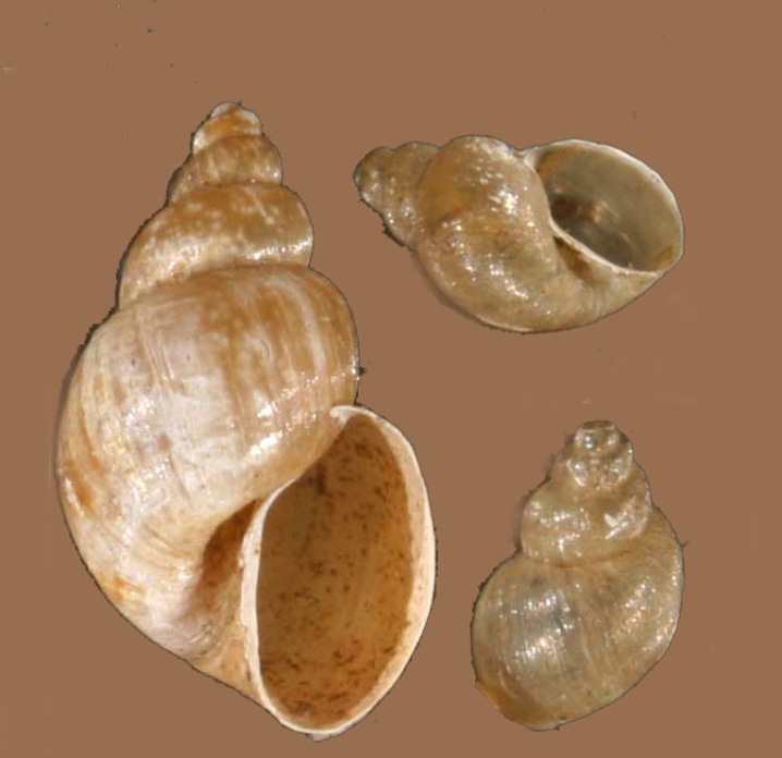 fig6