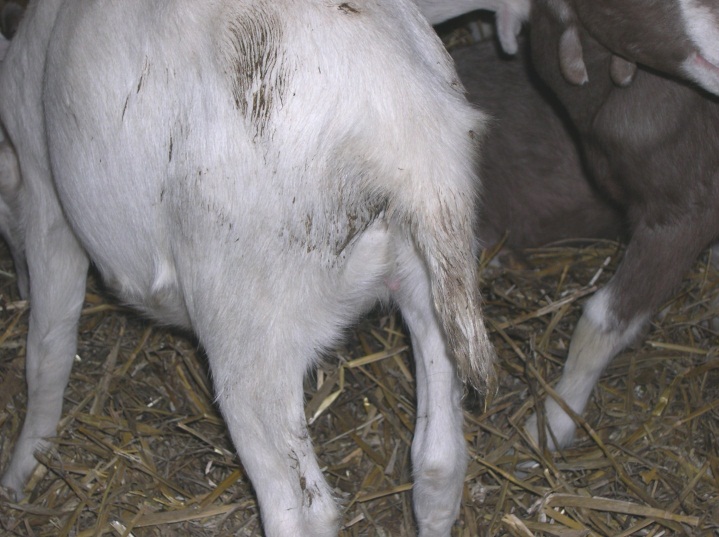 fig8