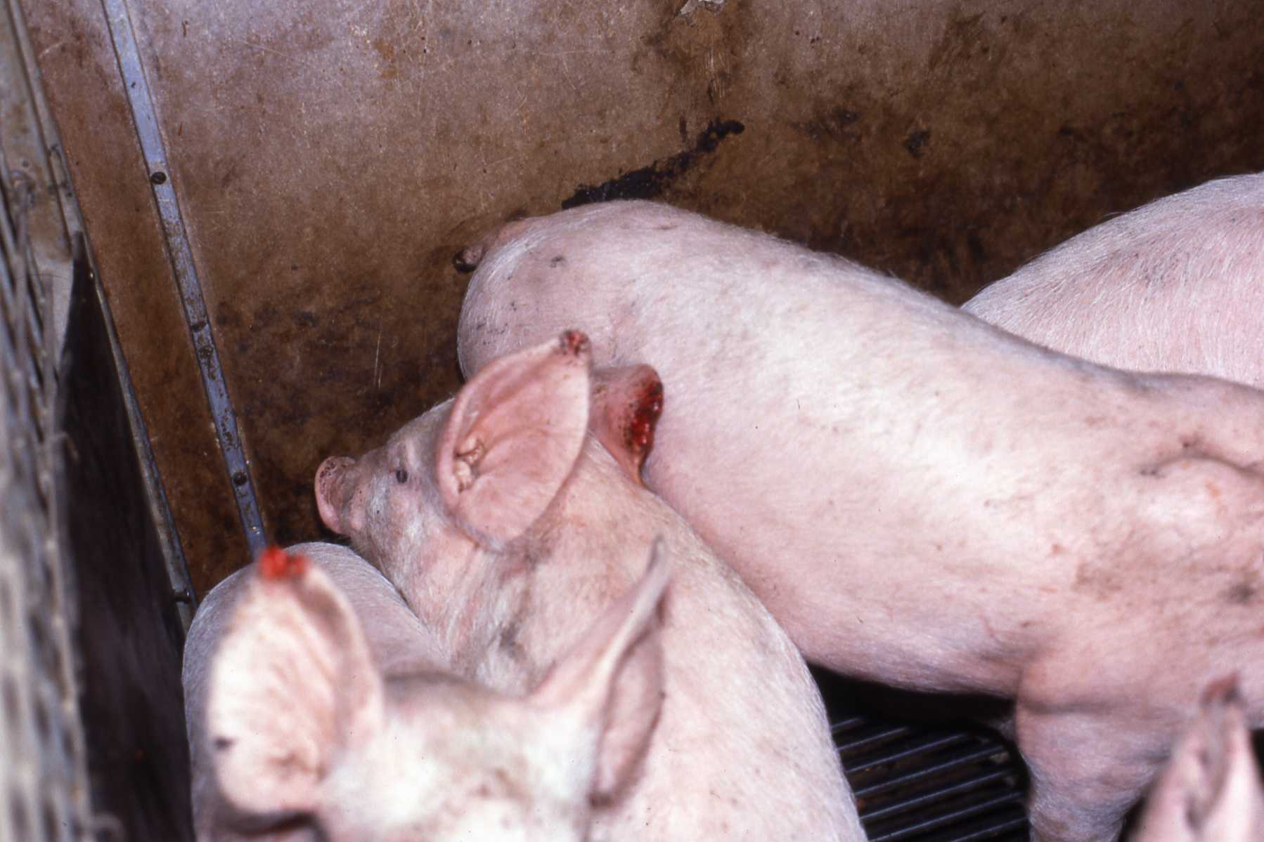 Greasy Pig F2