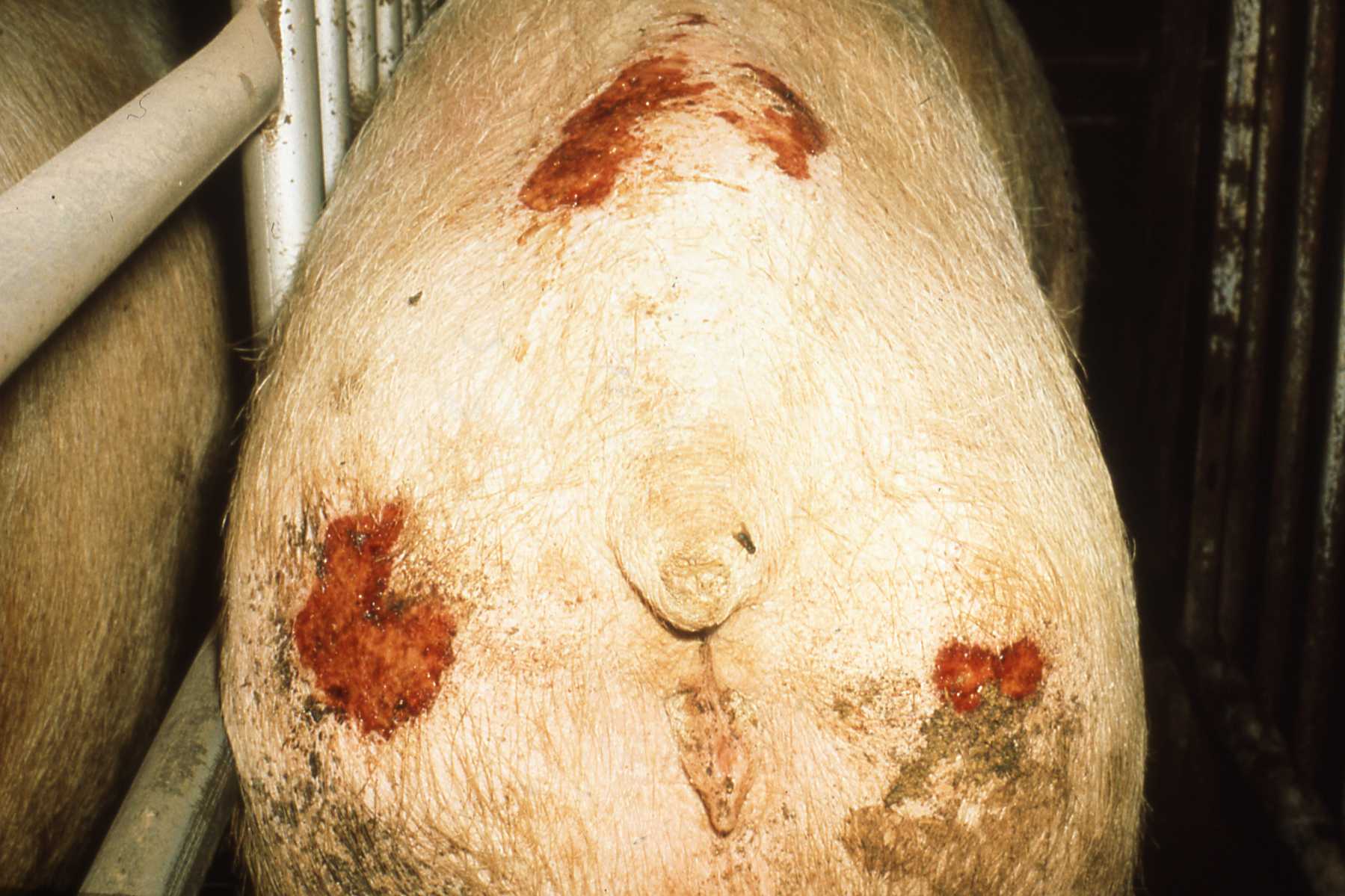 Greasy Pig F3