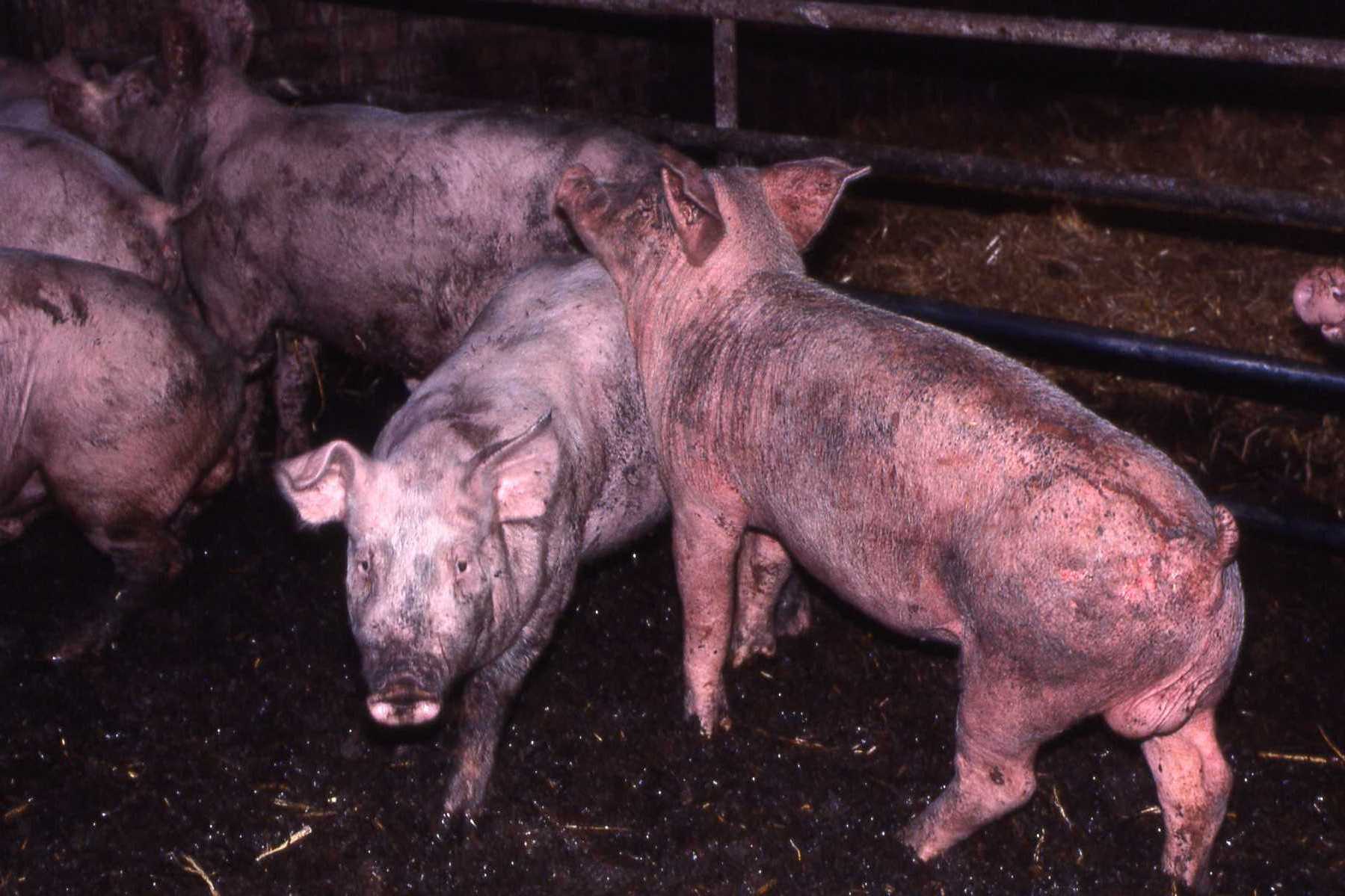 Greasy Pig F4