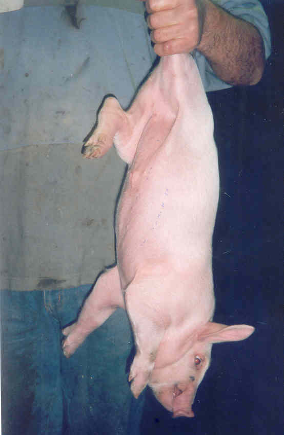 fig8