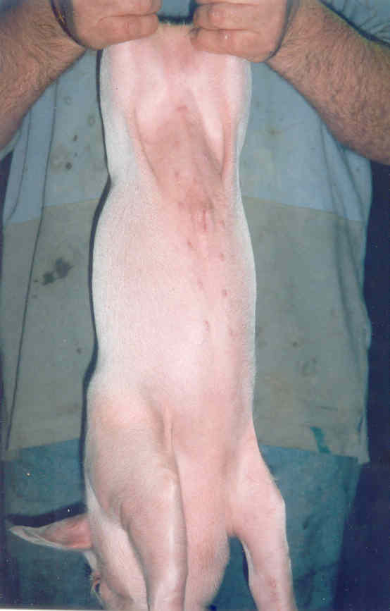 fig9