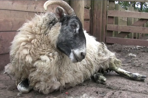 6 Johnes Paratuberculosis wasting diseases sheep recumbency weakness