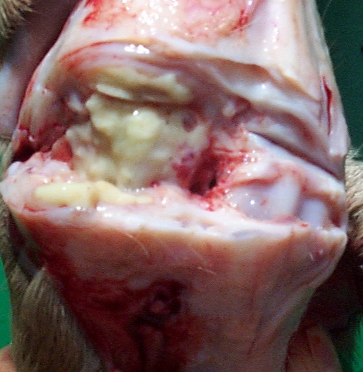 fig8