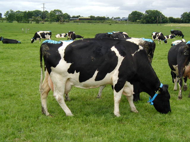 Managing heat stress in dairy cows
