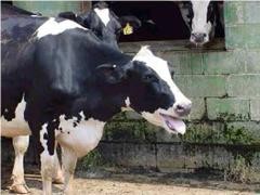 Managing heat stress in dairy cows
